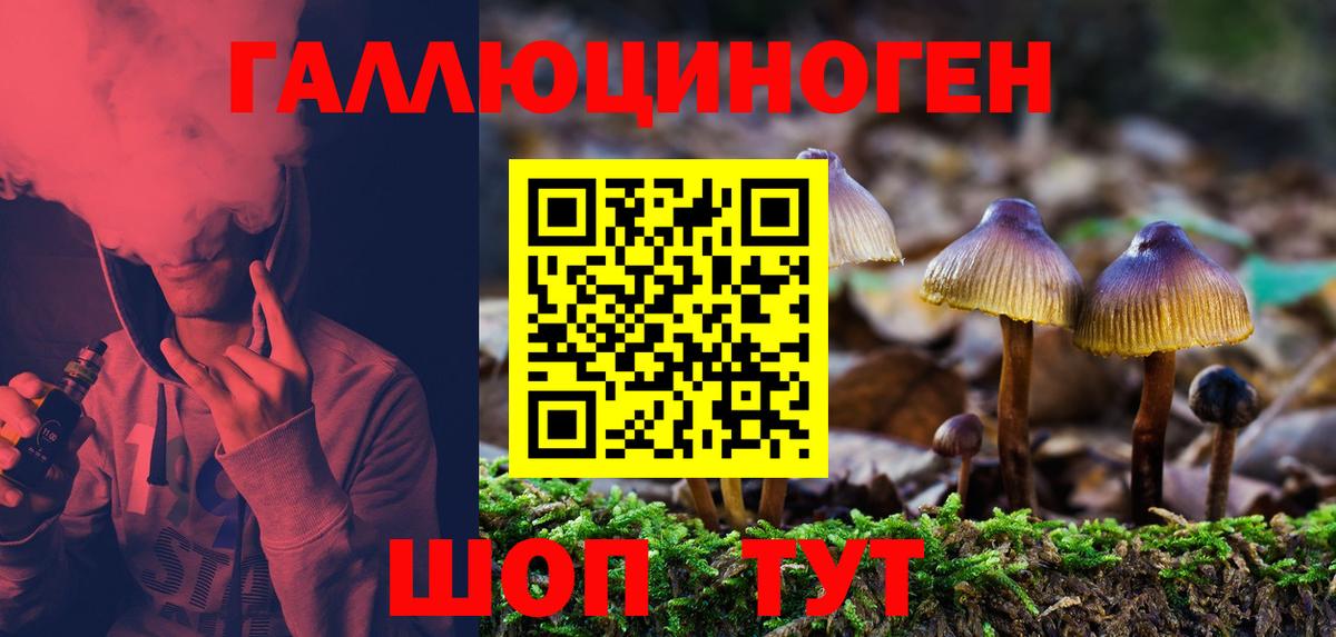 Галлюциногенные грибы Psilocybine cubensis Зеленогорск